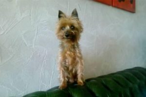 rousse de secours toutou